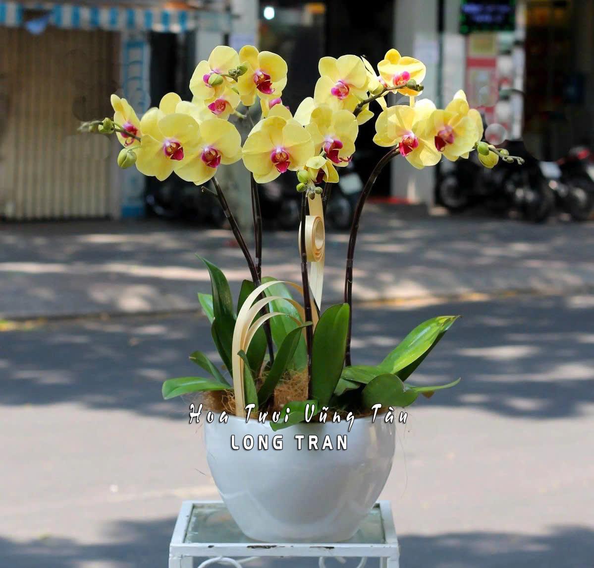 CHẬU LAN HỒ ĐIỆP VÀNG 5 CÀNH VŨNG TÀU CHẬU LAN HỒ ĐIỆP VÀNG 5 CÀNH VŨNG TÀU